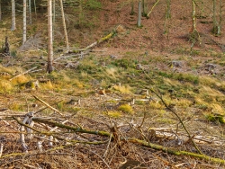 schmale vernäßte Talsohle zwischen trockenen Hängen