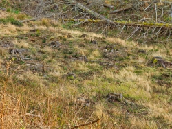 Nahaufnahme der Talsohle mit zahlreichen Fichtenstubben