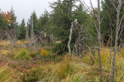 Lotharpfad_1