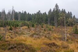 Lotharpfad_2