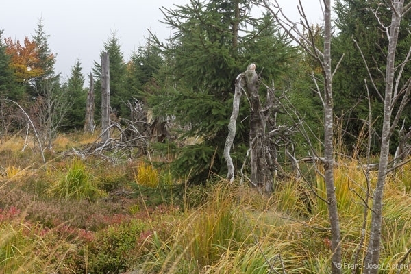 Lotharpfad_1_600