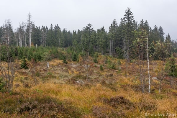 Lotharpfad_2_600