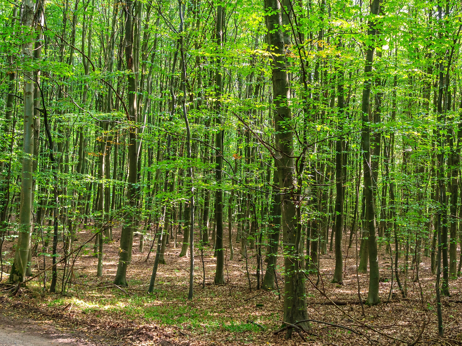 Buchenbaumholz im Forst Ritzerau