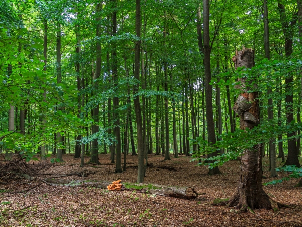 Ruine einer Vogelkirsche im Forst Ritzerau
