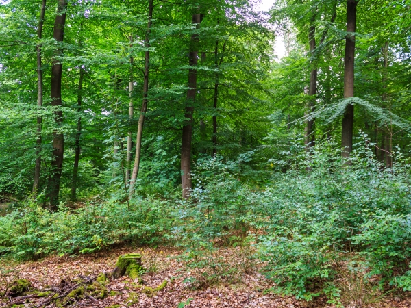 Verjüngungsfläche mit kleinem Stubben im Forst Ritzerau
