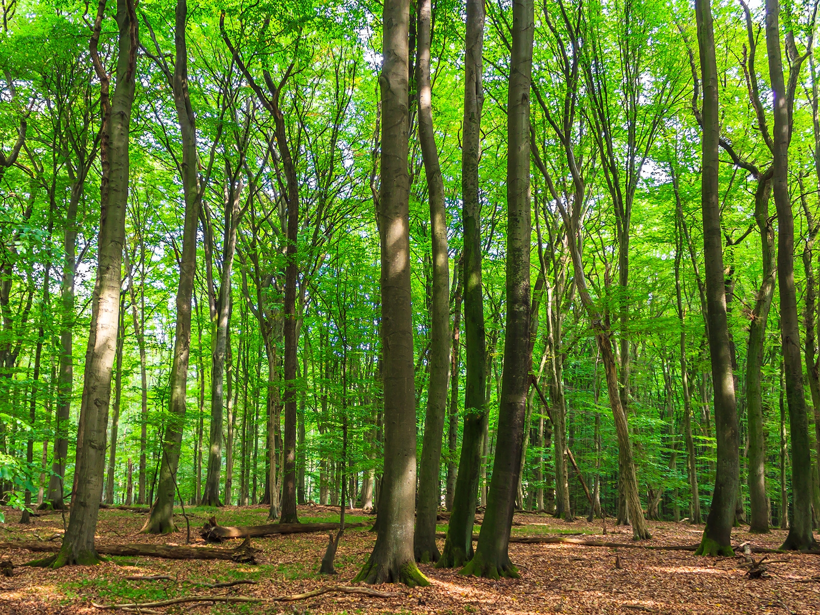 Altbuchen im Totalreservat Schattiner Zuschlag