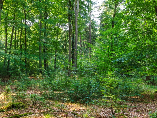 Verjüngung in der Ritzerau