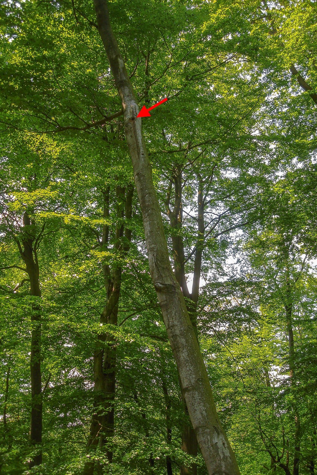 B1_Biotopbaum