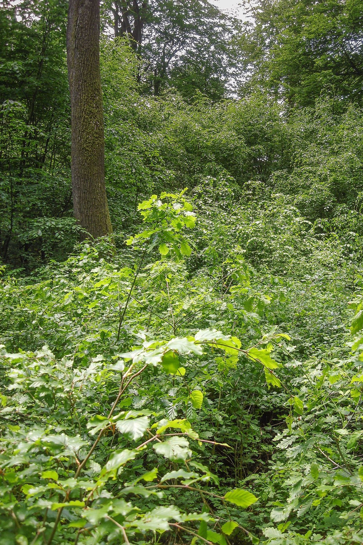 B2_Eiche