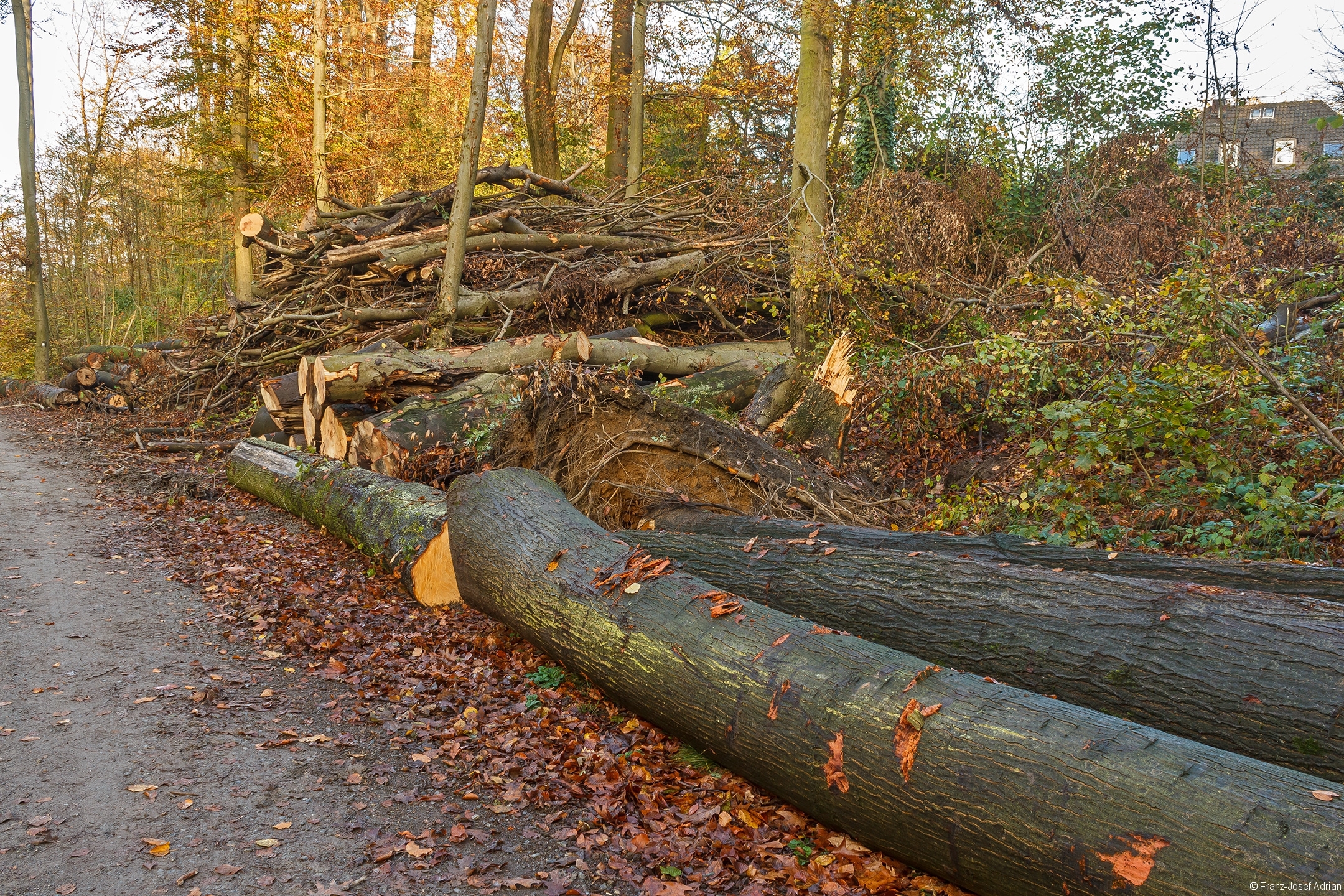 Das Holz darf nicht im Wald vermodern, sondern wird verbrannt.