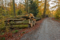 Frisch geschlagene Baumstämme am Wegrand: Das Totholz bleibt nicht im Wald.