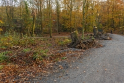 Überall am Wegrand frische Baumstümpfe: Das Holz wurde abtransportiert und zu Spottpreisen verramscht.