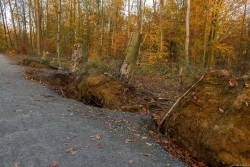 Nur die Baumstümpfe dürfen im Wald verrotten: Schlechte Zeiten für Pilze.