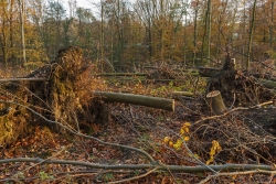 Auch dünne Stämme dürfen nicht im Wald vermodern. Im Lührmannwald singen nicht die Vögel, sondern die Sägen.