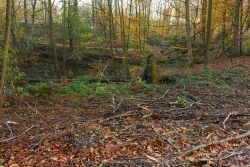 Ein einzelner Windwurfbaum darf liegen bleiben: Beweis für die "naturnahe Waldpflege" von Grün-und-Gruga.