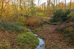 Alibi-Totholz-Baum für die Presse: Ein umgeworfener Baum darf liegen bleiben.