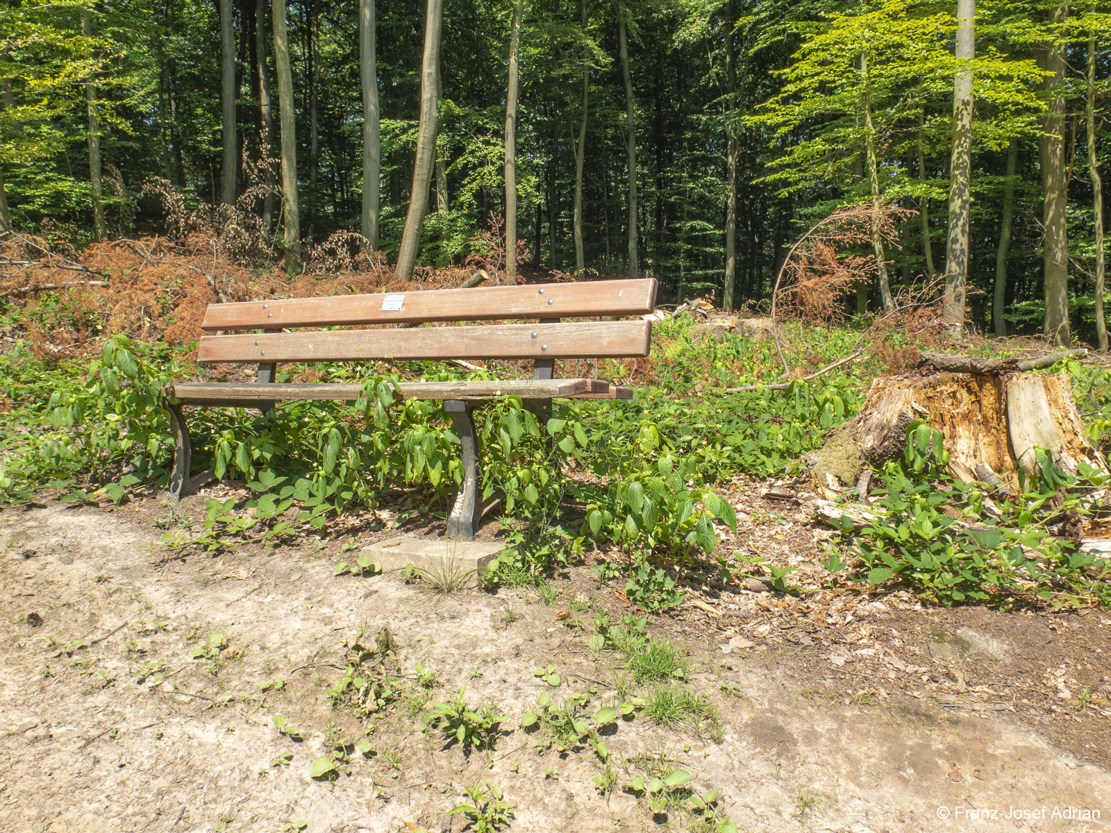Rinteln_Hirschkuppe-11