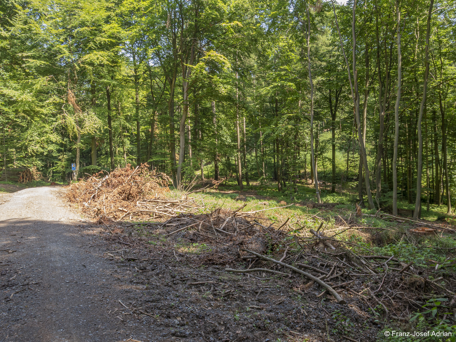 Rinteln_Hirschkuppe-4