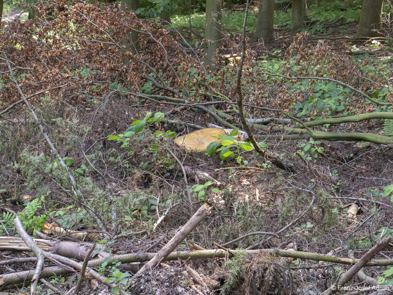 Rinteln_Hirschkuppe-6
