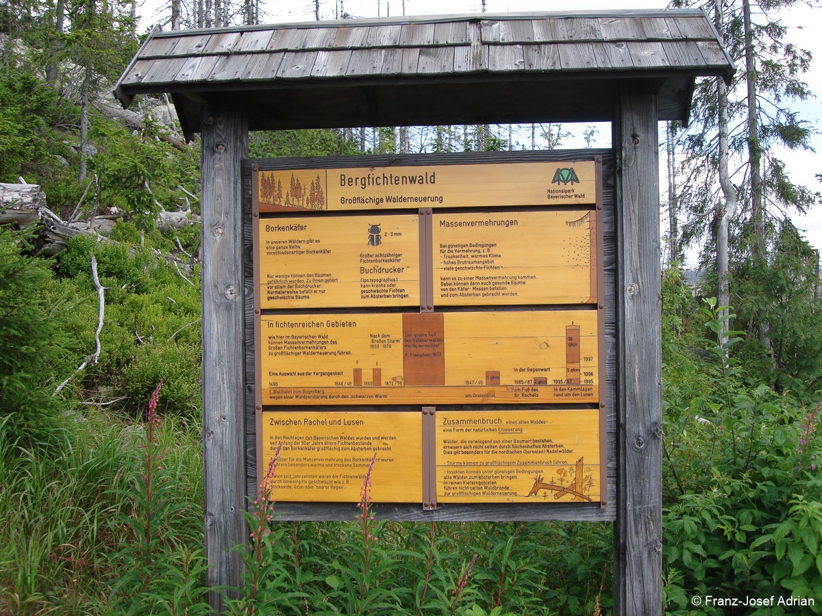 Bergfichtenwald-Infotafel