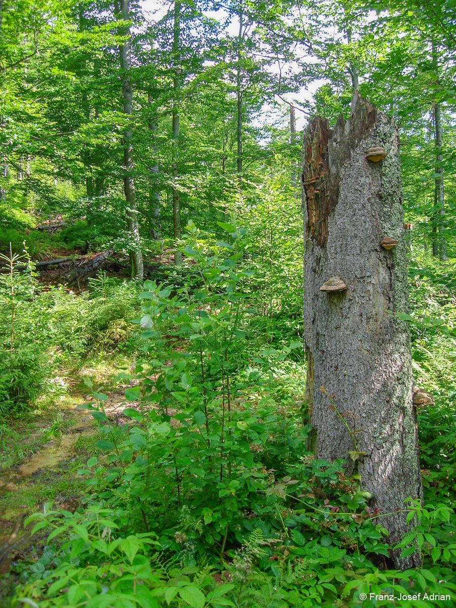 Sagwasser-4
