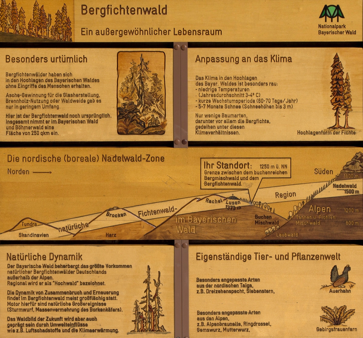 Informationstafel zum Bergfichtenwald