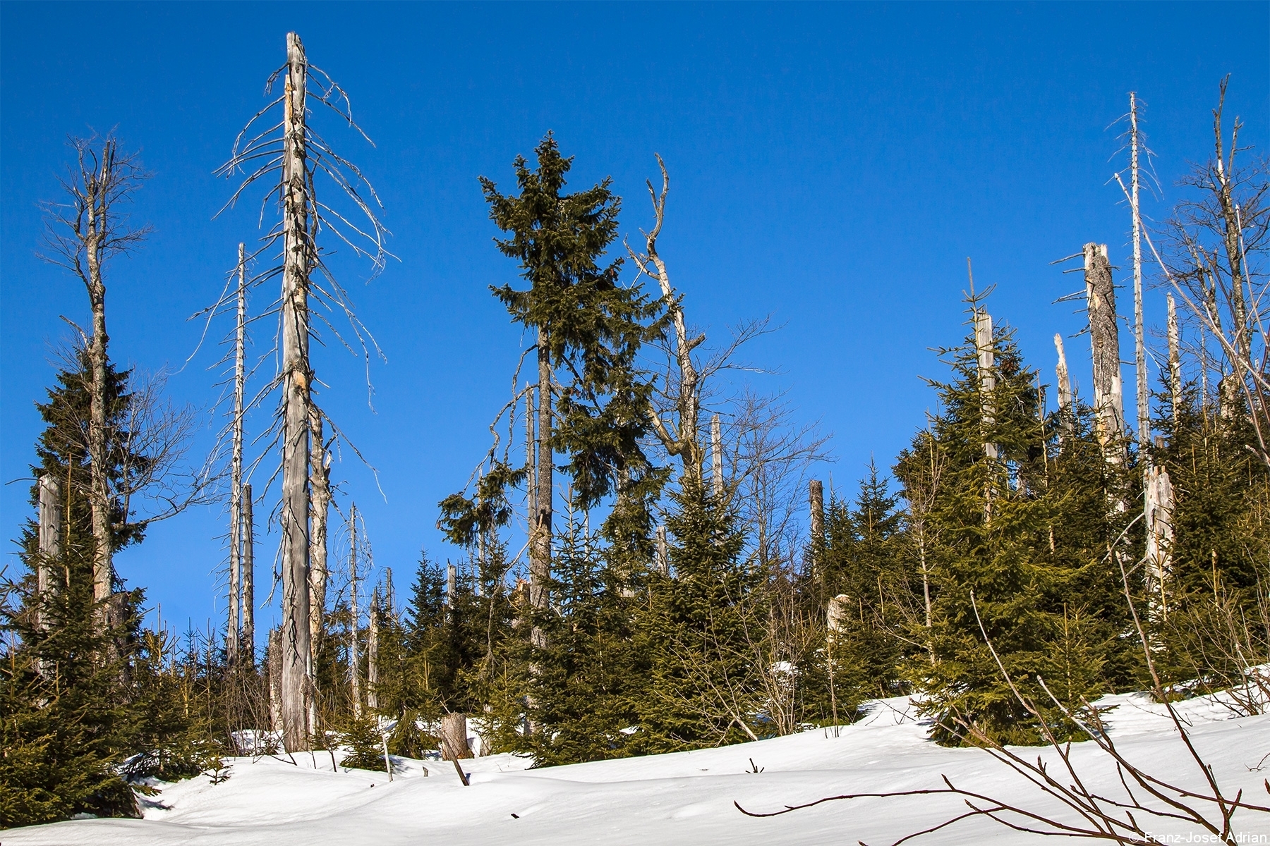 Junger Bergfichtenwald am Lusenhang