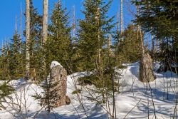 Junger Bergfichtenwald am Lusenhang