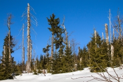 Junger Bergfichtenwald am Lusenhang