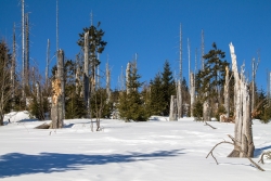 Junger Bergfichtenwald am Lusenhang