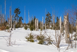 Junger Bergfichtenwald am Lusenhang