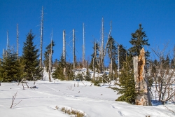 Junger Bergfichtenwald am Lusenhang