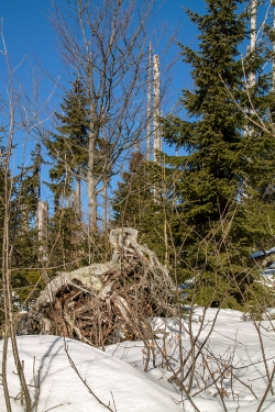 Junger Bergfichtenwald am Lusenhang