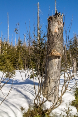 Junger Bergfichtenwald am Lusenhang