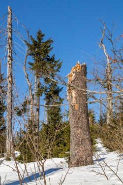 Junger Bergfichtenwald am Lusenhang
