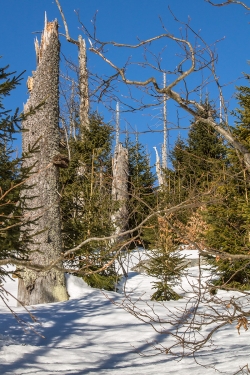 Junger Bergfichtenwald am Lusenhang