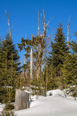 Junger Bergfichtenwald am Lusenhang