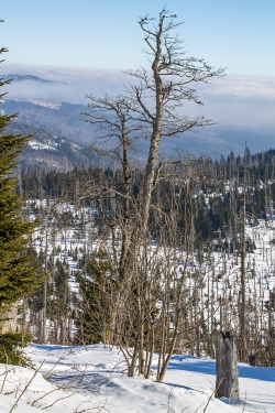 Junger Bergfichtenwald am Lusenhang