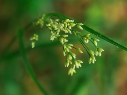 Spirre mit teilweise geöffneten Blüten