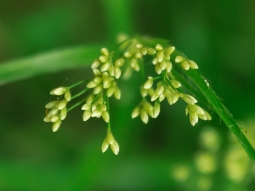 Spirre mit ungeöffneten Blüten