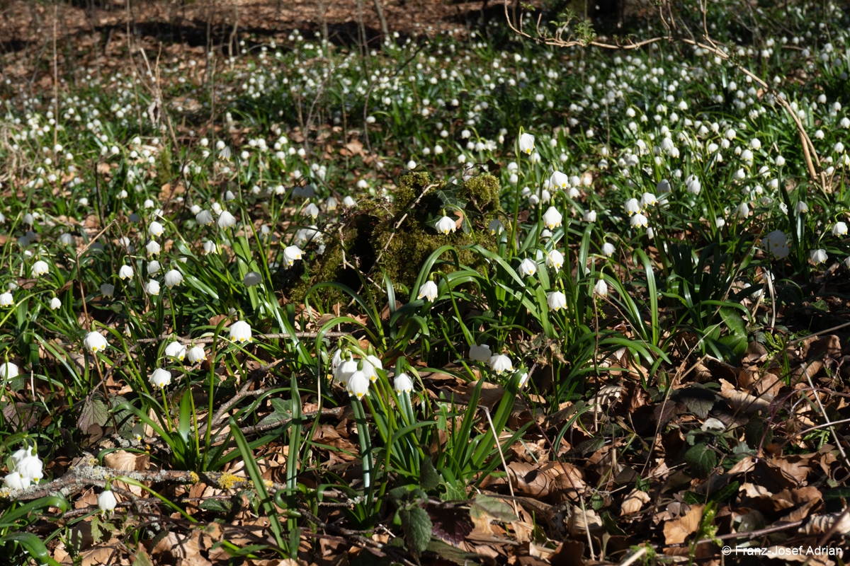 Maerzenbecher-28