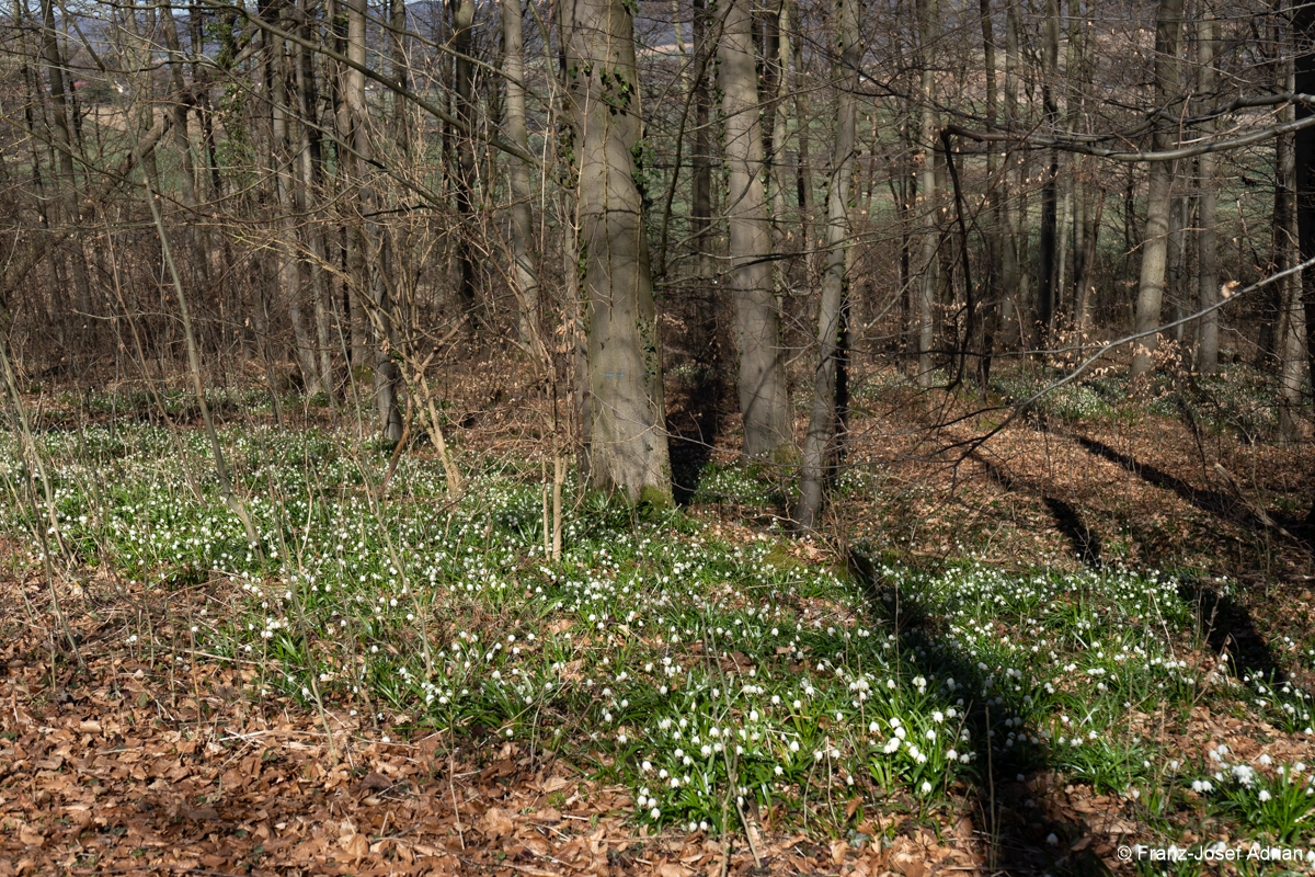 Maerzenbecher-30