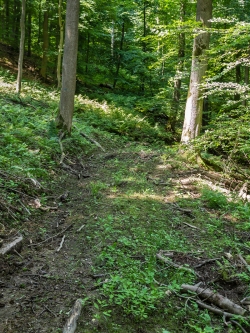 planierte Rückegasse