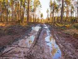 Pfützen auf Forstwirtschaftsweg zum Bergerbach