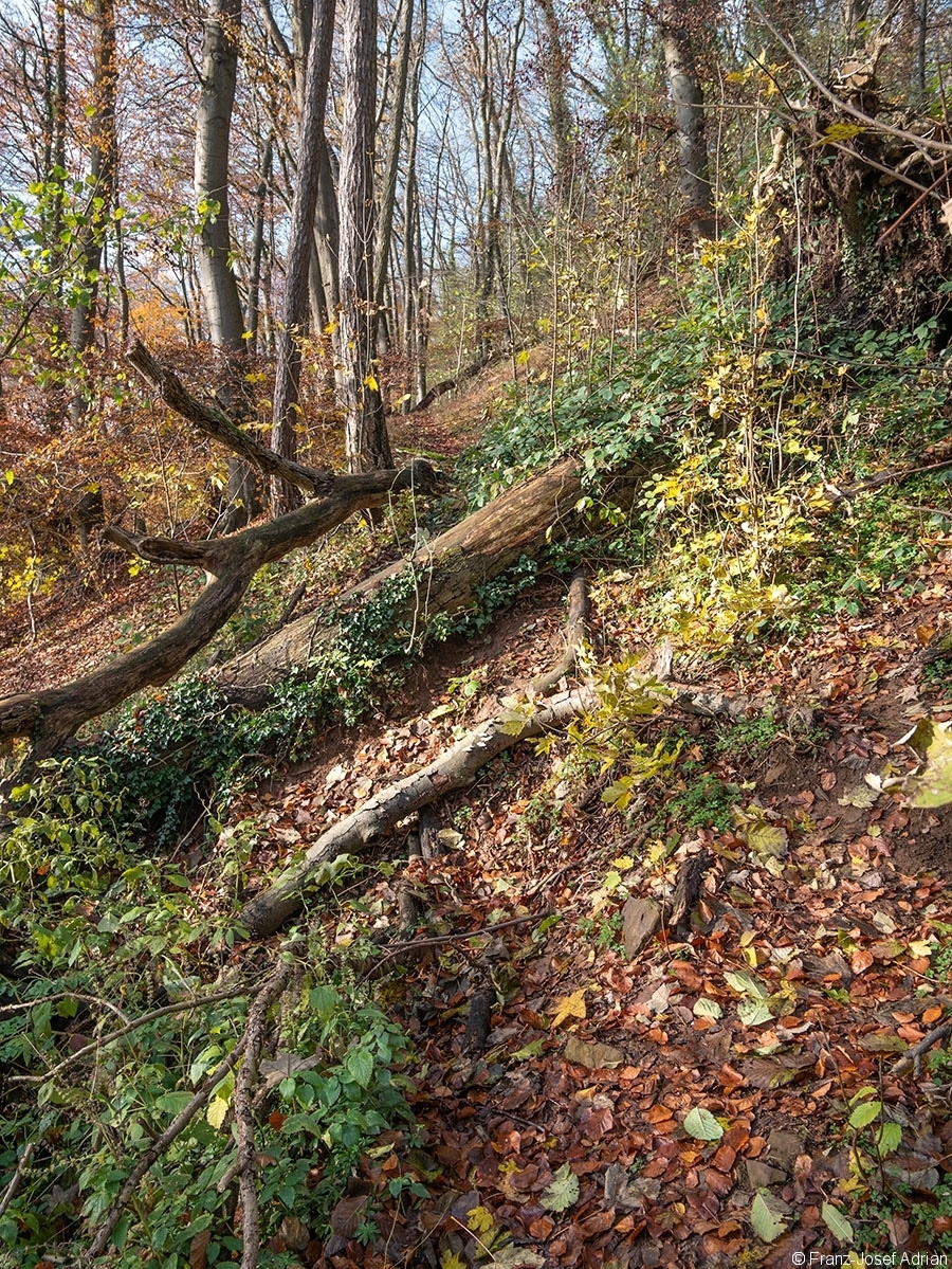 Felsenweg_1