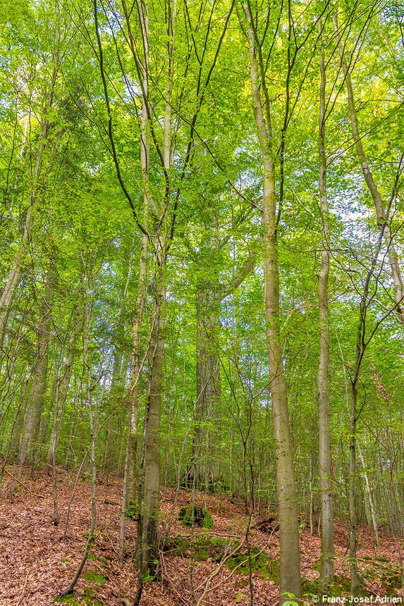 Dickste_Buche_Steigerwald_1