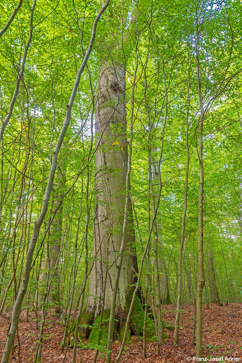 Dickste_Buche_Steigerwald_2