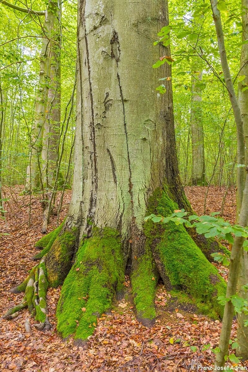 Dickste_Buche_Steigerwald_3