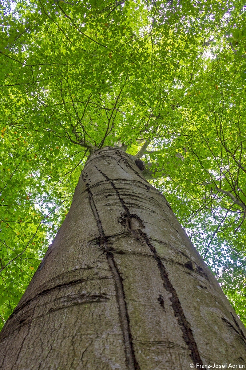 Dickste_Buche_Steigerwald_4