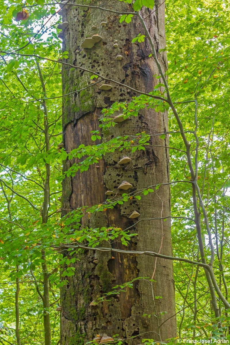 Dickste_Buche_Steigerwald_5
